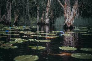 Thailand's Rayong Botanical Garden is a mangrove forest with lovely trees that reflect on the nearby lake. photo