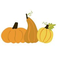 Three pumpkins and leaves on white. Decorative image of autumn vegetable and plant. Halloween, thanksgiving vector