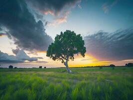 Free photo wide angle shot of a single tree growing under a clouded sky during a sunset surrounded by grass