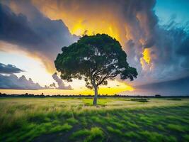 gratis foto amplio ángulo Disparo de un soltero árbol creciente debajo un nublado cielo durante un puesta de sol rodeado por césped