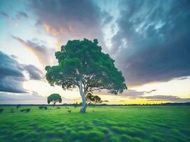 gratis foto amplio ángulo Disparo de un soltero árbol creciente debajo un nublado cielo durante un puesta de sol rodeado por césped