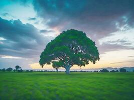 gratis foto amplio ángulo Disparo de un soltero árbol creciente debajo un nublado cielo durante un puesta de sol rodeado por césped