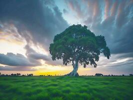 gratis foto amplio ángulo Disparo de un soltero árbol creciente debajo un nublado cielo durante un puesta de sol rodeado por césped