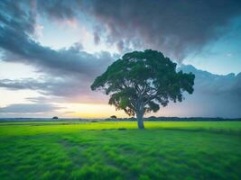 gratis foto amplio ángulo Disparo de un soltero árbol creciente debajo un nublado cielo durante un puesta de sol rodeado por césped