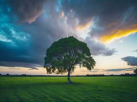 gratis foto amplio ángulo Disparo de un soltero árbol creciente debajo un nublado cielo durante un puesta de sol rodeado por césped