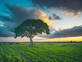 gratis foto amplio ángulo Disparo de un soltero árbol creciente debajo un nublado cielo durante un puesta de sol rodeado por césped