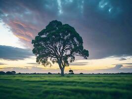 gratis foto amplio ángulo Disparo de un soltero árbol creciente debajo un nublado cielo durante un puesta de sol rodeado por césped