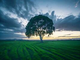 Free photo wide angle shot of a single tree growing under a clouded sky during a sunset surrounded by grass