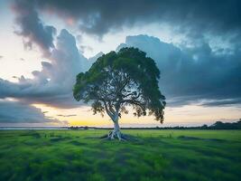 gratis foto amplio ángulo Disparo de un soltero árbol creciente debajo un nublado cielo durante un puesta de sol rodeado por césped