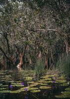 Thailand's Rayong Botanical Garden is a mangrove forest with lovely trees that reflect on the nearby lake. photo