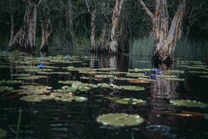 Thailand's Rayong Botanical Garden is a mangrove forest with lovely trees that reflect on the nearby lake. photo