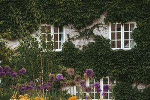 Creeper covers the wall and surrounds the window, with flowers in foreground photo