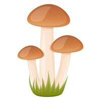 Honey agaric  on white background, forest mushrooms vector illustration