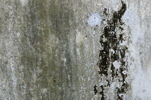 Empty very old brick wall Texture, Leaves lichen algae Moss tree at wall Cracked sesame , at temple historic archaeological site. selective focus photo