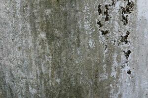 Empty very old brick wall Texture, Leaves lichen algae Moss tree at wall Cracked sesame , at temple historic archaeological site. selective focus photo