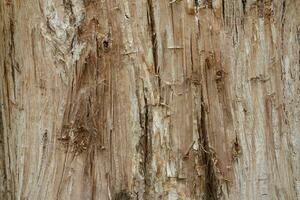 corteza de un árbol grande en el bosque foto