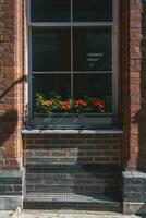 hermosa flores creciente en ventana cristal de antiguo edificio en ciudad en soleado día foto