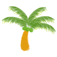 Noce di cocco albero acquerello png