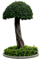 Green Tree isolated, Tropical single tree used for design, garden, advertising and architecture. png