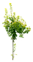 Green Tree isolated, Tropical single tree used for design, garden, advertising and architecture. png