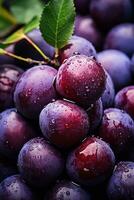 Ripe plums in autumn agricultural market photo