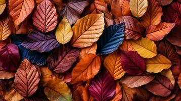 Colorful background made of fallen autumn leaves photo