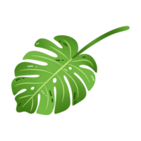 ilustração monstera folha verde exótico plantar png