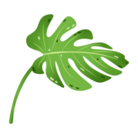 grande folhas verde monstera folha tropical ilustração png