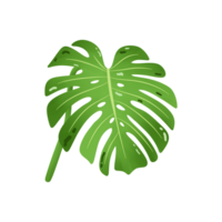 tropical monstera folha filodendro mão desenhado png