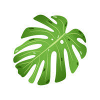 verão tropical monstera verde folhas ilustração png