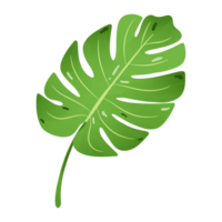 grande verde tropical monstera plantar ilustração png