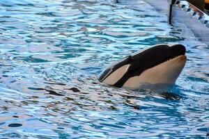 a killer whale is swimming in the water photo