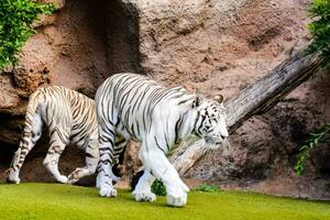 two white tigers walking in an enclosure photo