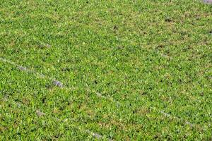 an aerial view of a field of green plants photo