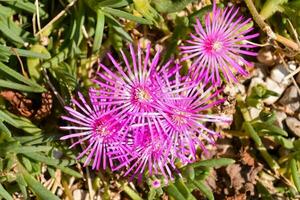 un grupo de rosado flores creciente en el césped foto