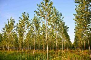 un fila de arboles en un campo con verde césped foto