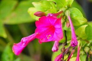 a pink flower with green leaves photo