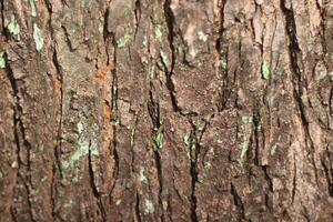 antiguo árbol ladrar textura y muy fuerte. foto