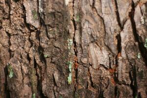 antiguo árbol ladrar textura y muy fuerte. foto