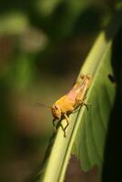 Selective focus tropical grasshopper on tree. photo