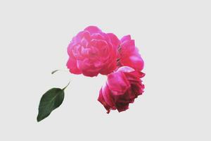 Pink rose flower bouquet isolated on white background photo