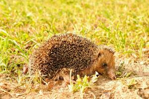 a hedgehog is walking on the ground photo