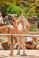 camellos en el Desierto con su asientos foto