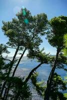 view of trees and water photo