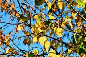 autumn leaves on a tree photo