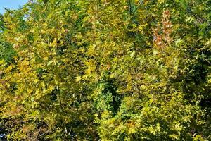 un árbol con amarillo hojas y verde hojas foto