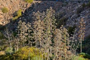 a group of trees in the mountains with rocks and dirt photo