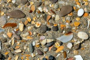 a close up of a sandy beach with shells and stones photo