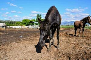 two horses are standing in the dirt photo