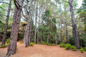 un suciedad camino en el bosque con arboles foto